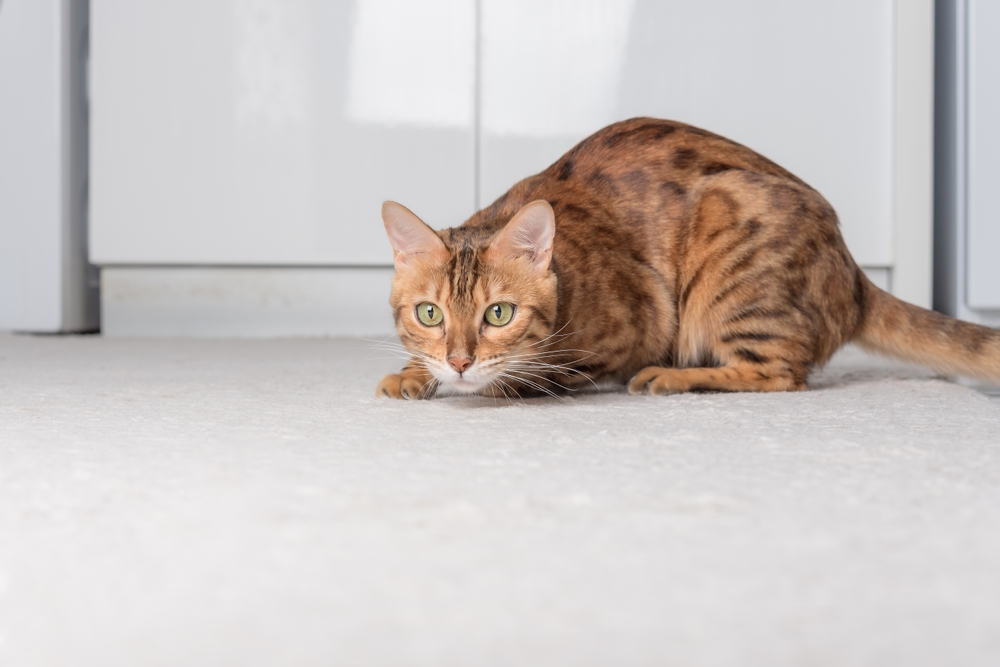 Mahwah, NJ Pet Laser Therapy