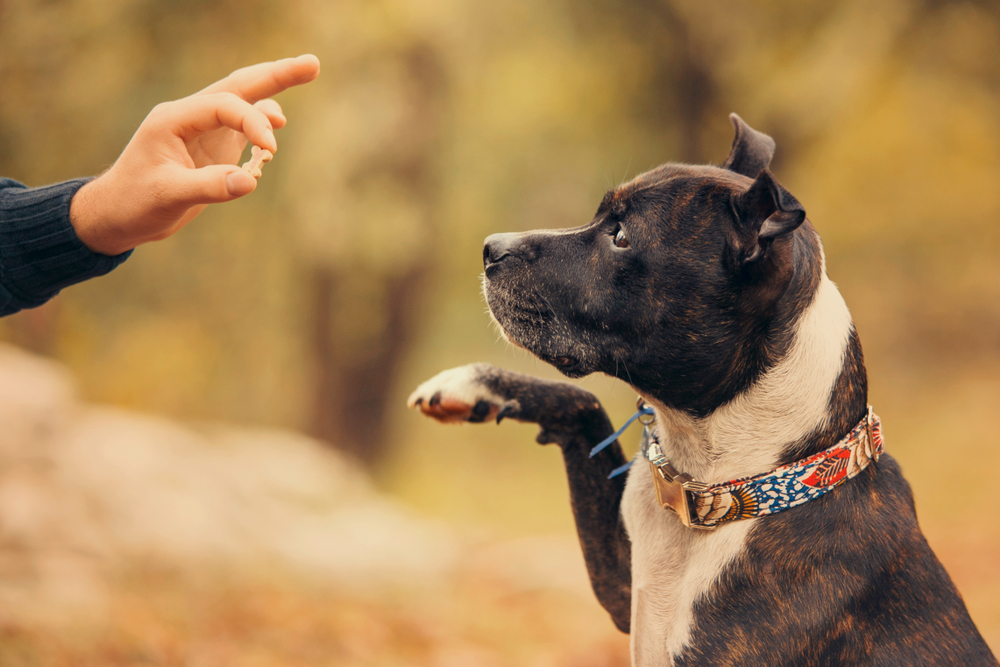 The Benefits Of Positive Reinforcement Training For Dogs